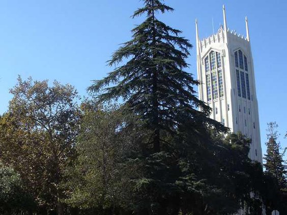 pic stockton trees 3