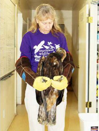 Golden Eagle Sojourns At Stanislaus Wildlife Care Center