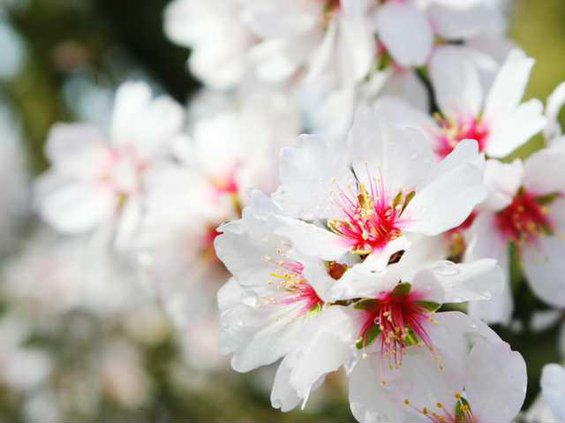AlmondsInTheRain030513-RAR-LT