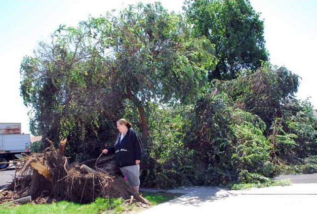 TOP-Tree-down-manteca-DSC 2391-LT