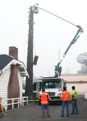 Tree pix.jpg