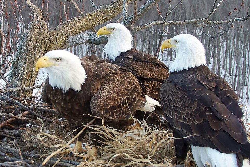 Bald eagles enter ‘golden age’ in the Chesapeake Bay - Manteca Bulletin