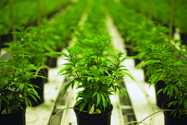cannabis